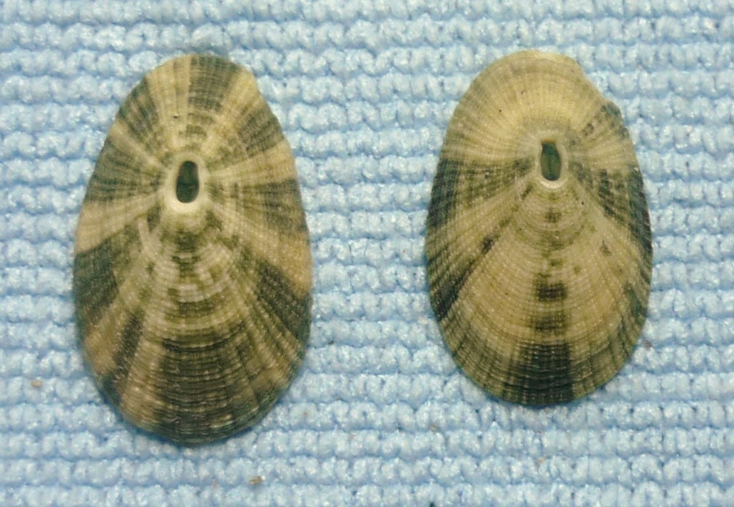 Diodora italica